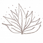 lotus-sans-fond